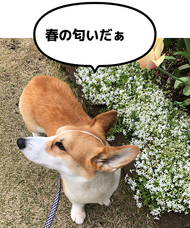 春の匂いするね😃
って、春の匂いわかるの？笑笑