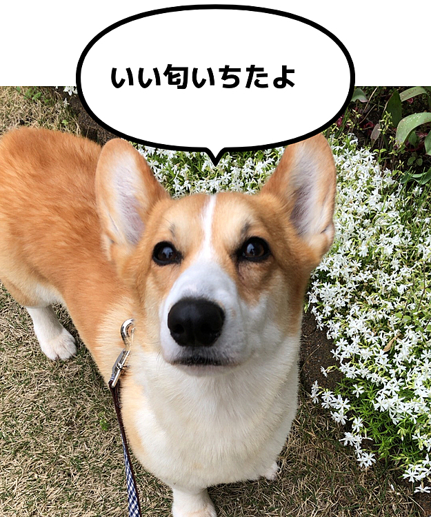 これからあたたかくなるね💕
散歩も楽しい時期だね❤️まあるっ😃