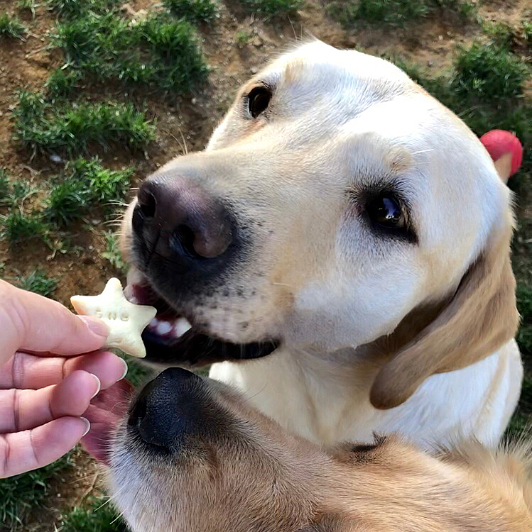 最初は ライト❣️

横から狙ってるのは アリス😋