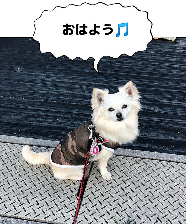 おはようございます😄
綺麗に晴れて、暑くなる予感☀️
お散歩中、車道でジタバタ飛べないスズメを救助しました👍
救助と言っても、車道から車のこない原っぱへ移動しただけやけど😂