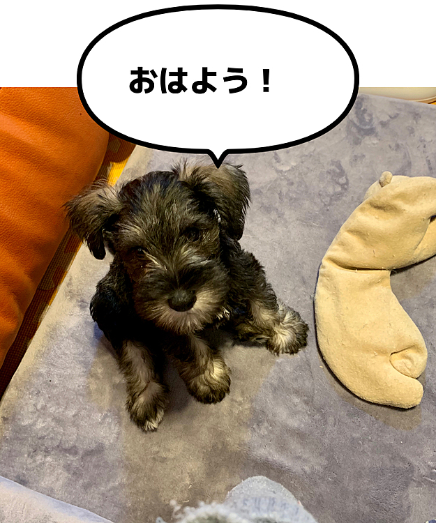 ロッシの投稿