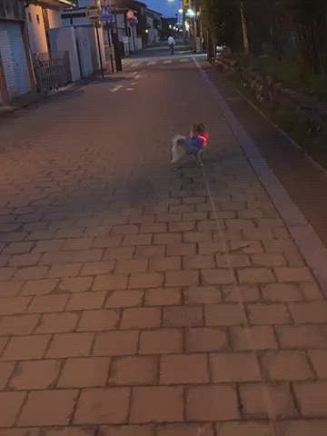 ルルちゃん、後ろからやってくる、お散歩のお爺ちゃんが気になる様子😅