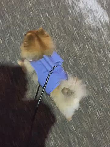 お爺ちゃん、そんなにきになるの❓
もう来ないって😅💦
早く行こうよ🤣