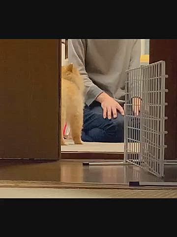 お散歩に行く前は、まだ帰って来てなかったパパに、今度は遊びの要求をするルルちゃん😆
お散歩足りなかったかな…😅
しかし、キッチンで何故正座🤣