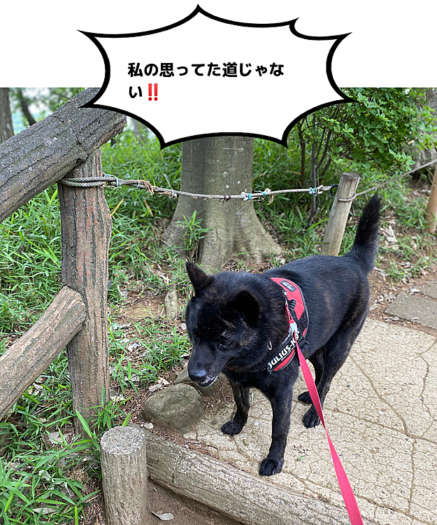 多分、萌香が通りたかった道は、頂上の手前を左側へ行かなくてはいけませんでした😅
しばらく唖然‼️
