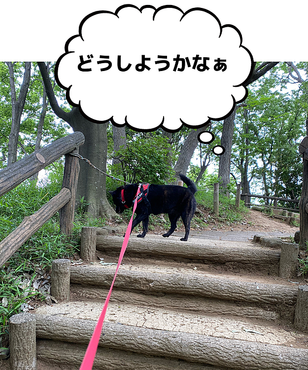 なかなか、その気になってくれませんでしたが、この後は、下りてくれました😁