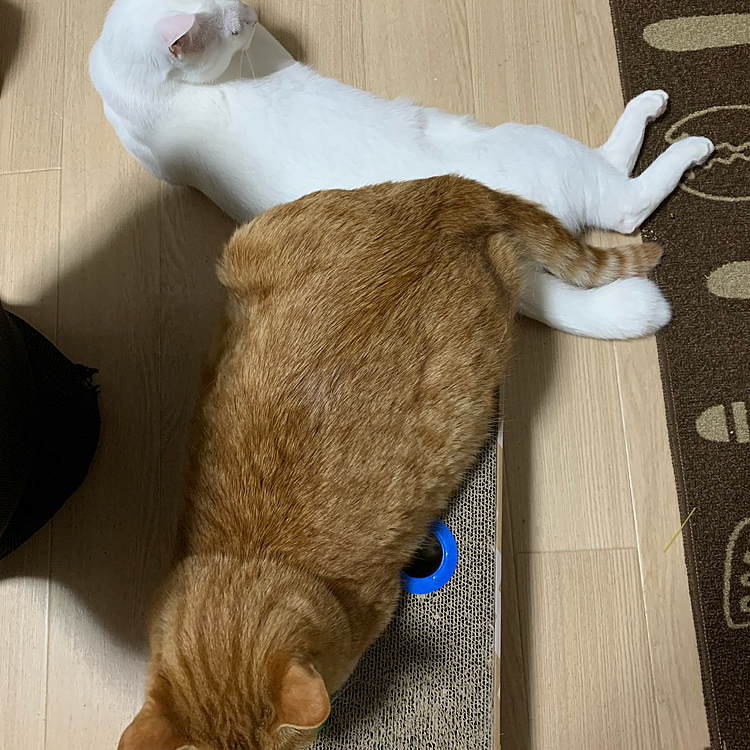 しっぽとしっぽ