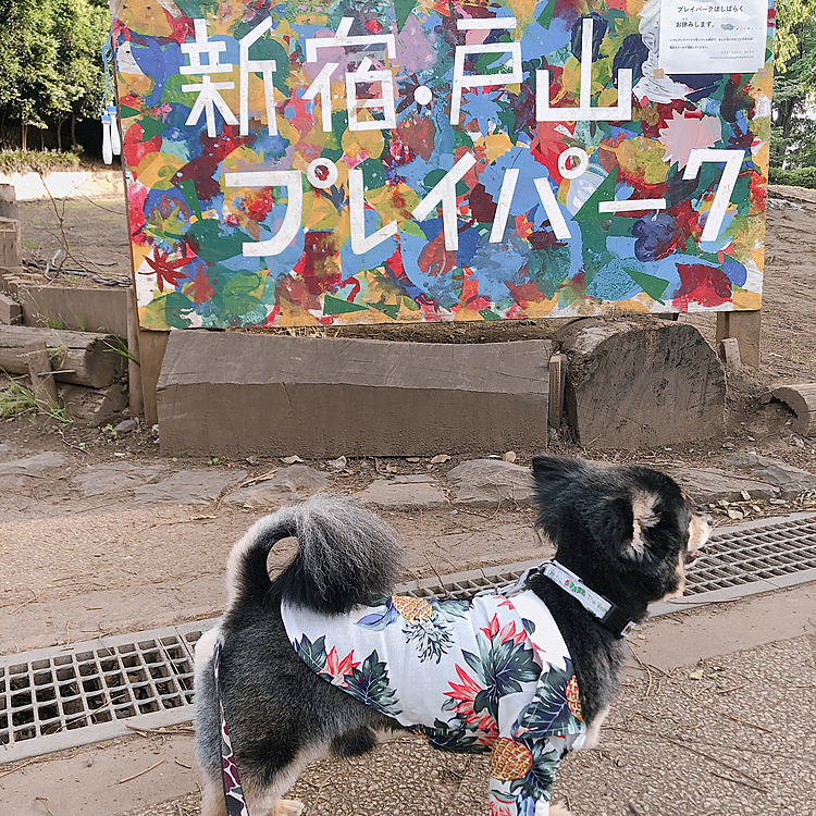 
園内にカラフルな看板がありました🖼

プレイパーク？なんだろう？
謎です💭


帰ってから、わたしは昨日作った苺ゼリー🍓を食べてます

とらくん、狙ってる、、🐯💡


