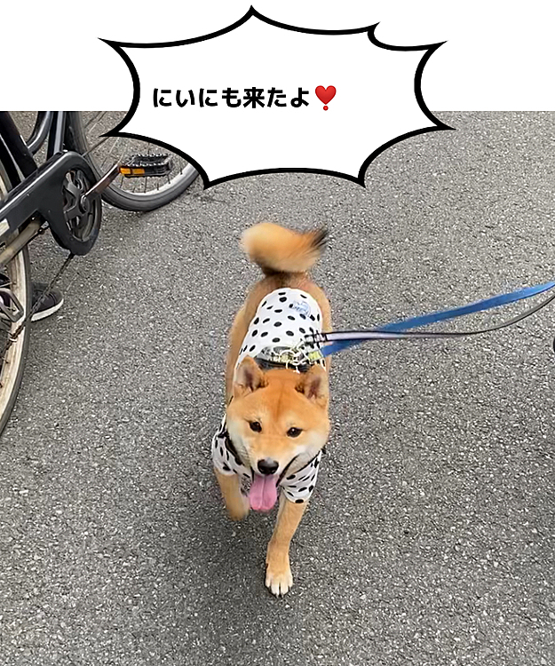 日曜日の散歩中、バイト帰りのにいにとばったり会って櫂さんテンションあがってました⤴️😆
