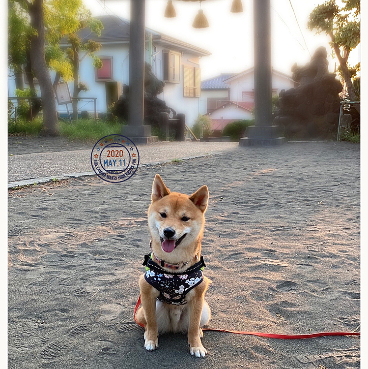 月曜日は夕散歩🐾
昼間は夏のような天気でした☀️