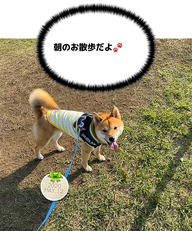 今日（火曜日）は朝、公園に行ってみました🐾
7時になってしまったので、次はもう少し早く来たほうがよさそうです😊
