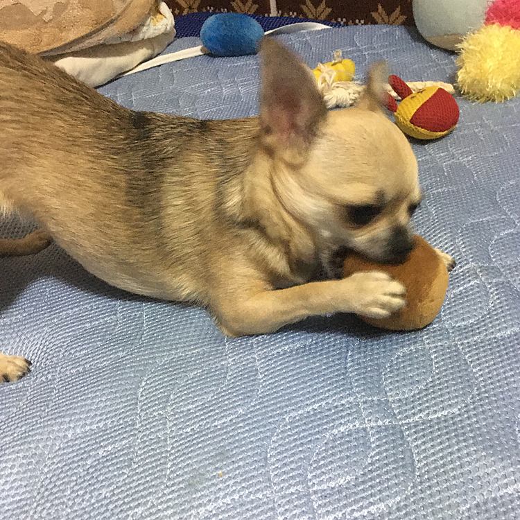 こんばんは🌙
今日はお散歩行けず😢お家🏠でオモチャ並べて遊びました🐶