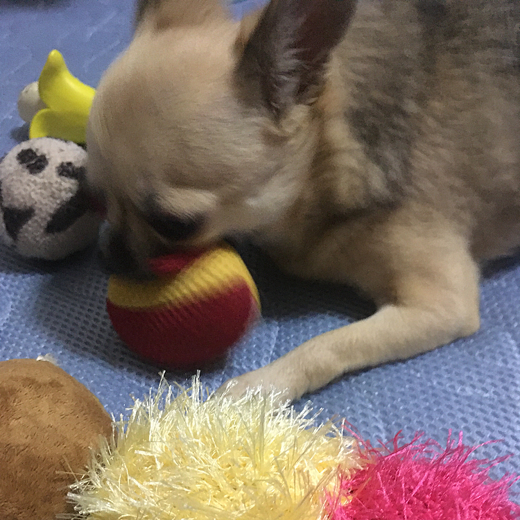 お家遊びは久しぶりだねー❤️
最近、かーさん寝るの早いんだよ😣
