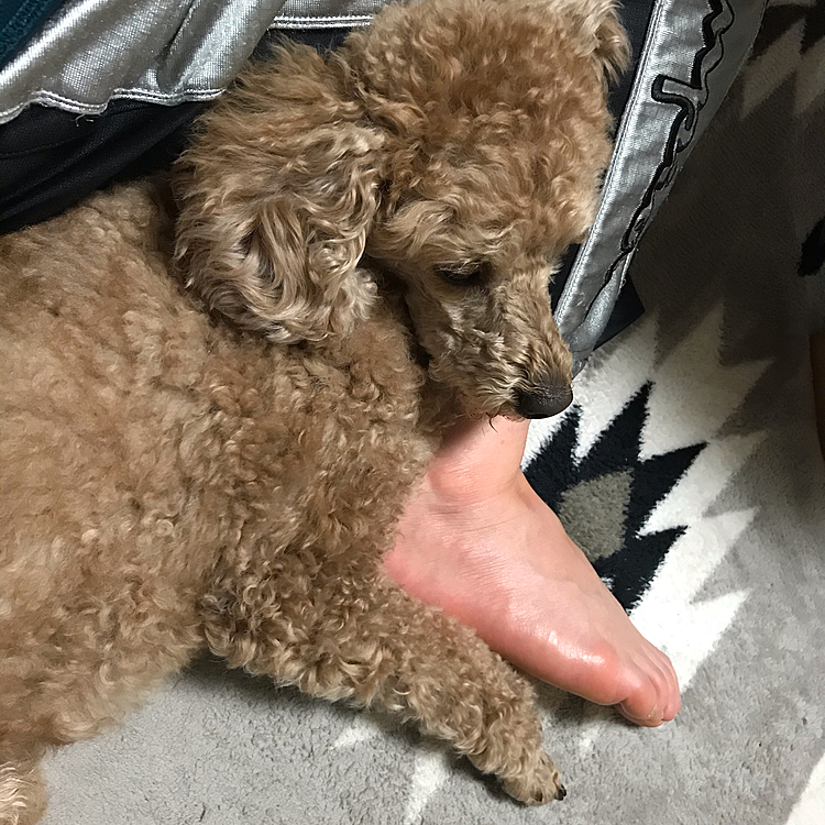 5/12
いつもに増して甘えん坊なアラシ。どうしたのかな？ずっと私のそばにくっついてます😊