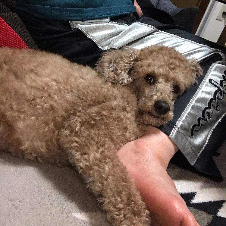 どんな寝方してるの？そのままそこで、寝ないのよ😅
今日はライオン丸で遊びもしない。どうしたのかな？？
今日は甘える日？？
