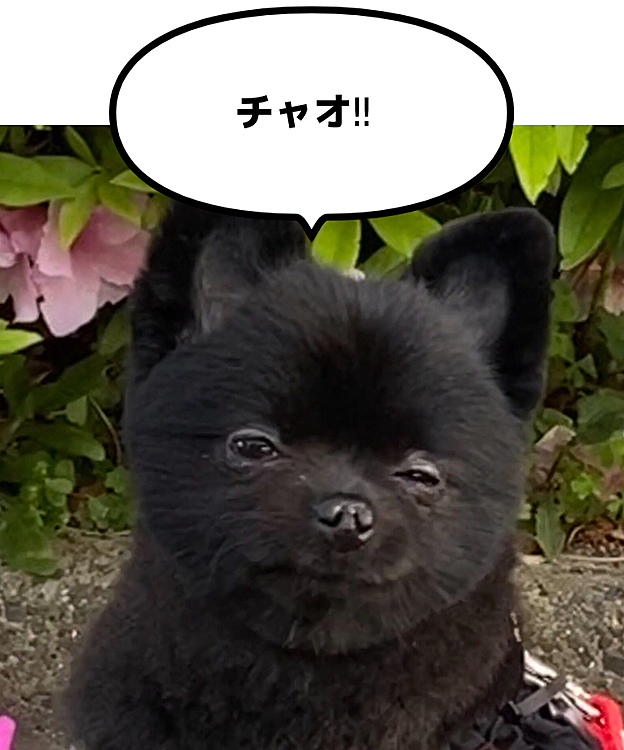 ニヒルにやったつもりだけど下手くそなウインク風( •ω-  )☆