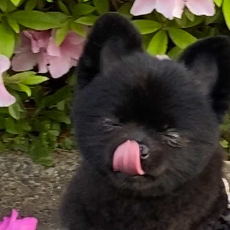 てへぺろΣ(ﾉ≧ڡ≦)