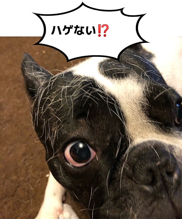 顔にも抜けた毛が❗️😅