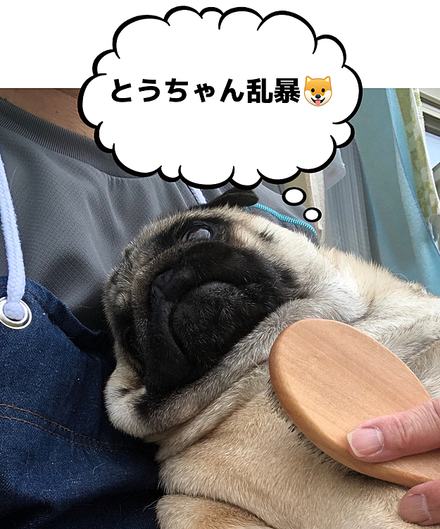ママお出かけ中に、とうちゃんブラッシングされました🐶