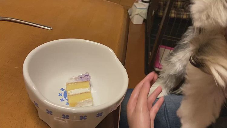 あっという間にケーキ1/8を食べてしまいました。ママ、パパ、お兄ちゃんがそれぞれ1/4ずつお裾分けしてもらいました。