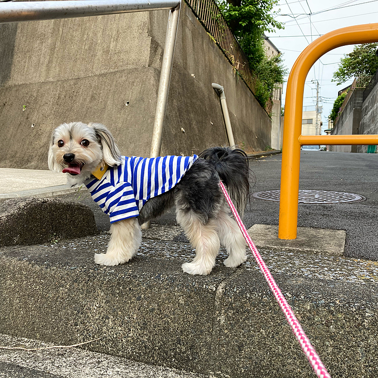 蒸し暑く、夏日のデイジー🌼地方。夕方は風もあり涼しくお散歩しました。
