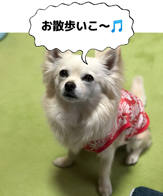 おはようございます😄🐶
朝のお散歩待ちしとります🎵
用意して行こうね〜😆