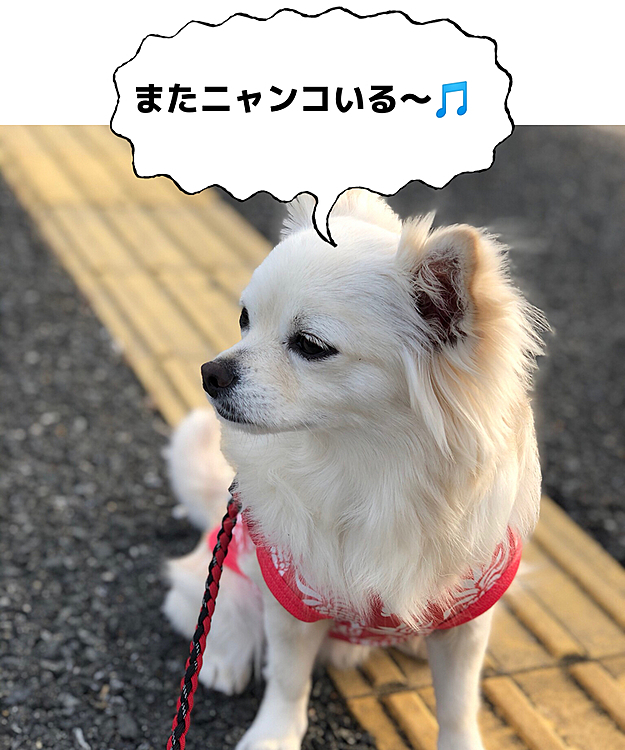 今朝は風あるけど爽やかやね☀️
お友達のショコラちゃんに会えたね💕