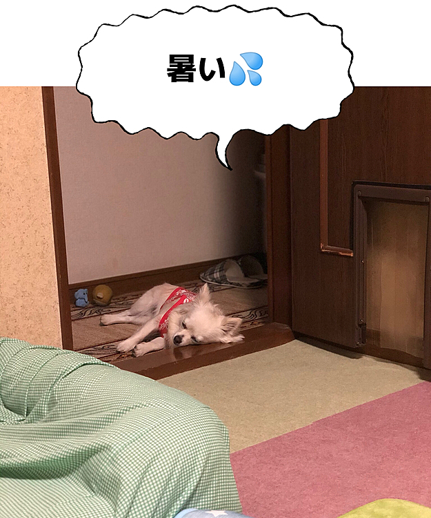 昨日の夕方お散歩から帰ってきたら
暑くて疲れちゃったね💦
そんな所で寝なくてもよくない❓🤣