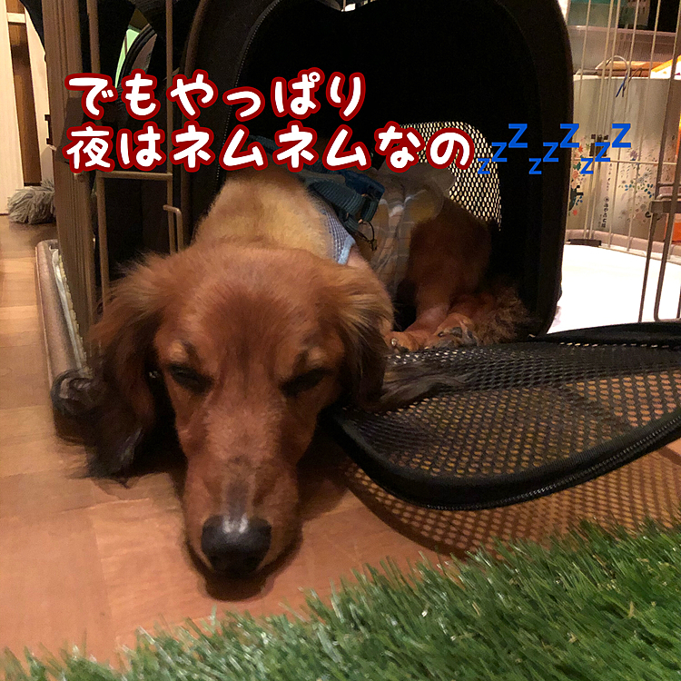やっぱりね～(っ*’ω`с)ﾈﾑｲ…💖(笑)