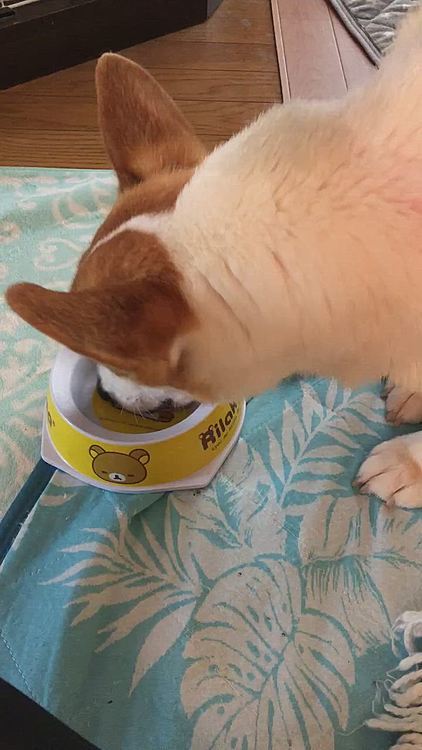 まだ食べたいの?🌀
ご飯食べ過ぎるとまた減量用になるよ?🌀
それ、空だからね?💦
いくら、要求してもあげませんよ〜😃笑笑