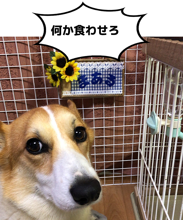 ダメです🌀あげません😃
久々に、表札と一緒に写してみたよ😃
まあるの表札可愛いでしょ❤️