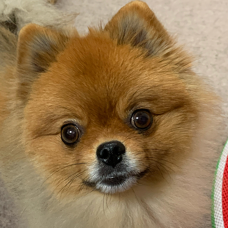 早く、リード無しで自由に遊びたいねぇ❣️
