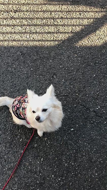 横についてお座りする練習🎵