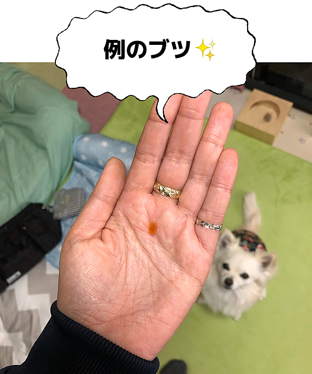 お散歩に持ってくオヤツは
数回あげるので、小さな小さなサイズ👍