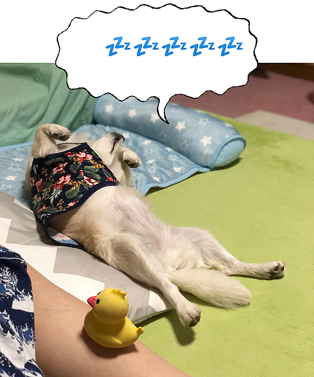 昨夜のダイナミックなヘソ天💤