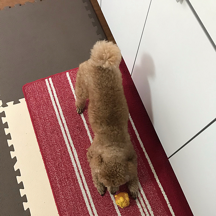しっかりライオン丸とも遊んでます😆
朝方、アラシは寝てる母ちゃんに蹴飛ばされました😅ワンッとびっくりしてました。アラシごめんね🙏足元にいるとは思わなかったのよ😢