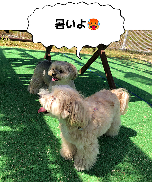 あまりの暑さですぐに日陰に戻ってしまいました。裸族で連れてきてしまって失敗だわ😅