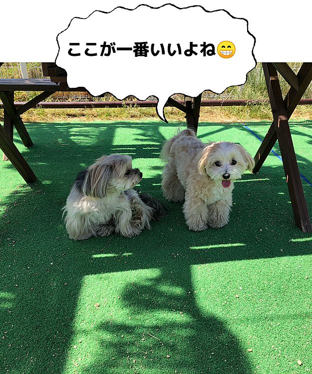 最終的にはベンチの下から出ようとしない🐶🐶
仕方ないので早々に帰ることに😅
車の中はエアコンをかけるほどの暑さ。その上黒い車が黄砂で黄色になってます😭
お出かけの時間帯を考えなくてはダメですね😫