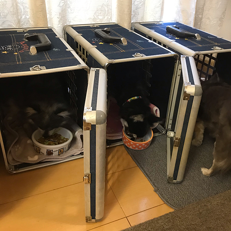 食べる位置が変わったから皆んな大騒ぎ😅
何とか収まりました😅