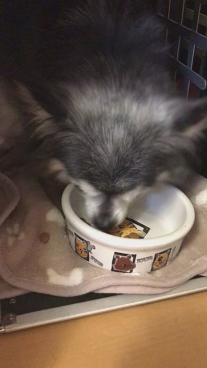 ずっと食欲がなかったマロ💦
競争相手が帰ってきたせいかモリモリ食べてる😂
