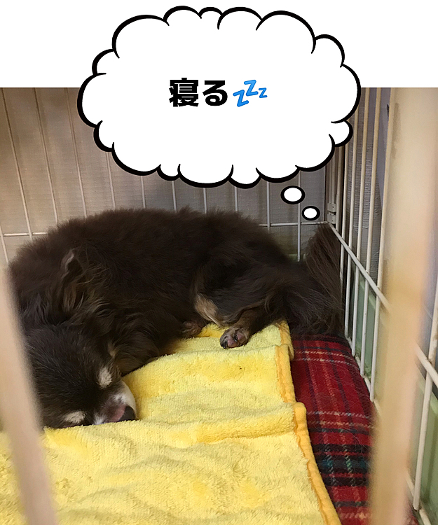 ご飯食べたらすぐ寝た🤣
ゆっくり休んでね〜❣️