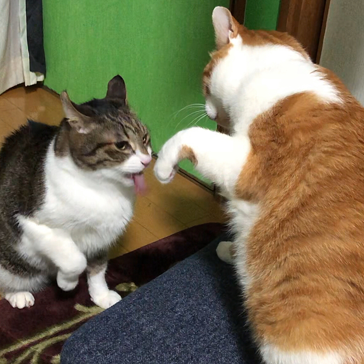 👅あっかんべぇ〜。