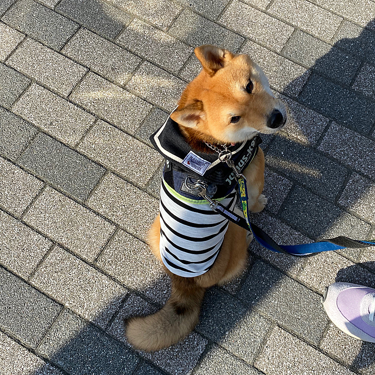 今日の夕散歩は海を見に行こう、ということで櫂の服はセーラーカラーにしましたが、櫂にしたらどうでいもいいわ！という感じです😅
