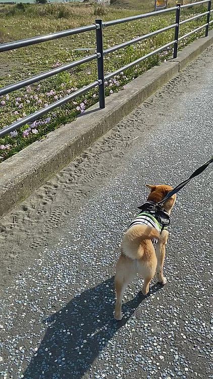 海沿いのサイクリングコースを風の強いなか頑張って歩きました🐾
