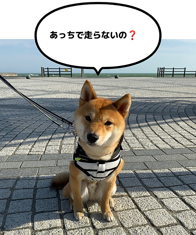 わんこ🐶のお散歩以外の人も思ったより多かったので、朝早く起きれた日にまた来てみようと思います😊
