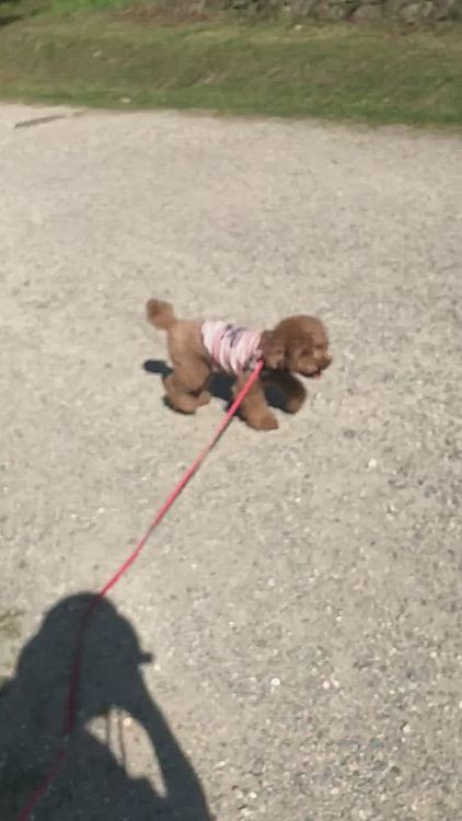 徒歩からダッシュに向かう瞬間と、跳び箱を飛ぶような後ろ足にご注目下さい💗