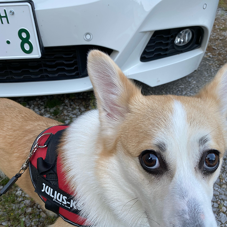 パパのクルマが先日納車だったんだけどナンバープレートにボクの名前が入ってる〜（笑）
ボクのカー⁉️
