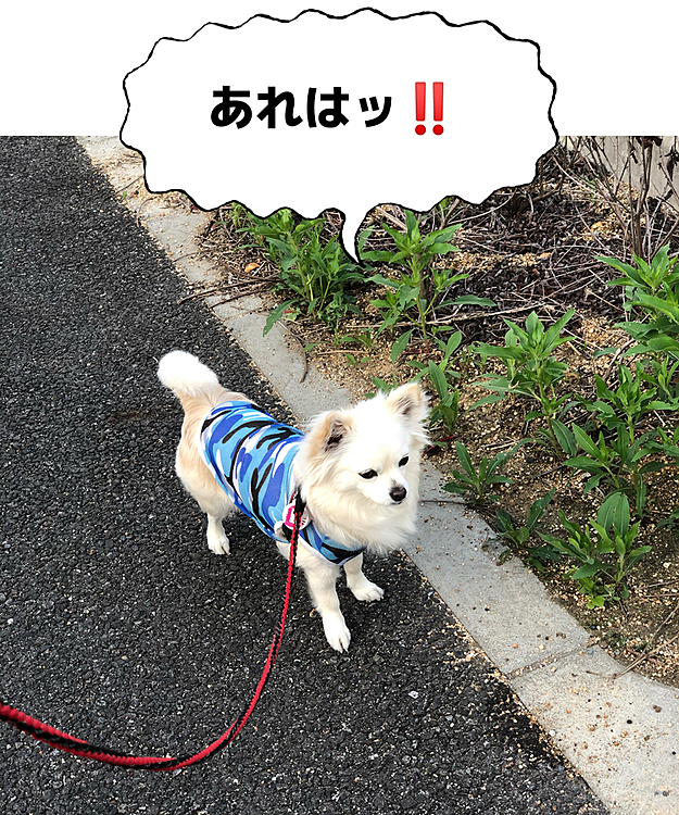 おはようございます🌥
小雪は今朝も元気いっぱいお散歩してきました🎵🐶
前から歩いてくるお友達のショコラちゃんに気づいたようです💕