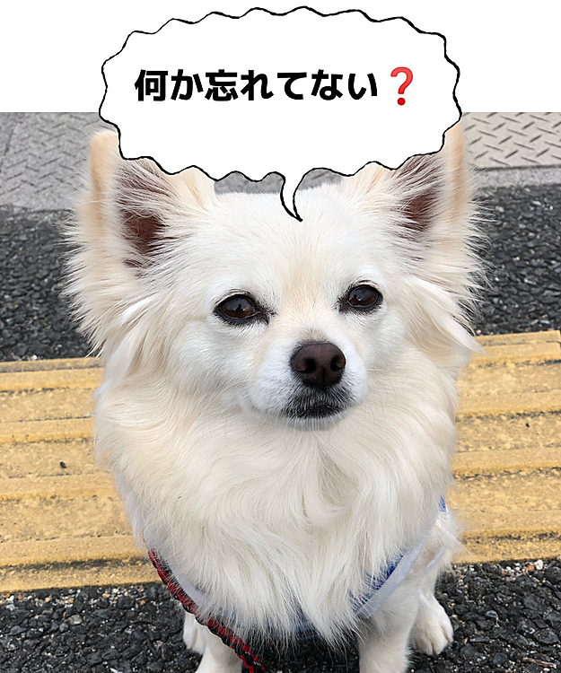またまた無言の圧力です🐶
忘れてないけど、先に座ったらあかんわ〜😂