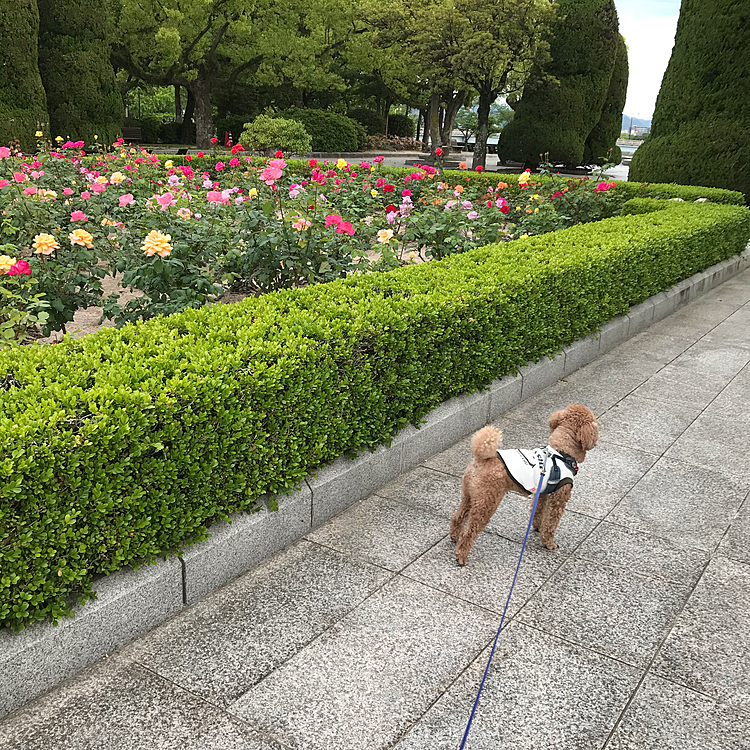 今日も早く起きて散歩に行ってきました😊こちらもバラが咲いてるところがありパシャリ✨アラシは…遠くを見てます😅